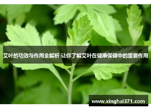 艾叶的功效与作用全解析 让你了解艾叶在健康保健中的重要作用 艾叶的功效与作用全解析 让你了解艾叶在健康保健中的重要作用